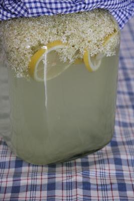 Limonade de sureau, cordial de sureau ou champagne des fées